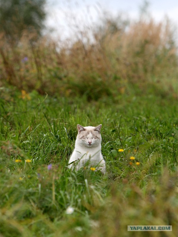 Котовторник: Кошки гаваны и другие!