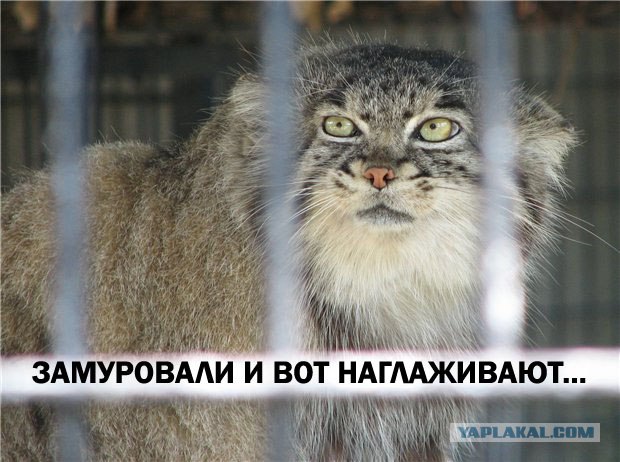 А может все-таки погладим?