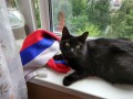 Котовторник 07.08.2018