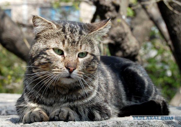 Котовторник на 22 июня