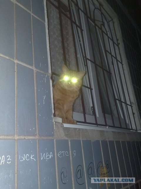 Котовторник объявляется открытым!