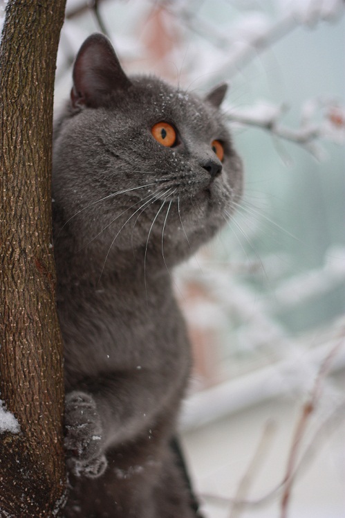 Котовторник (31.01.2012)