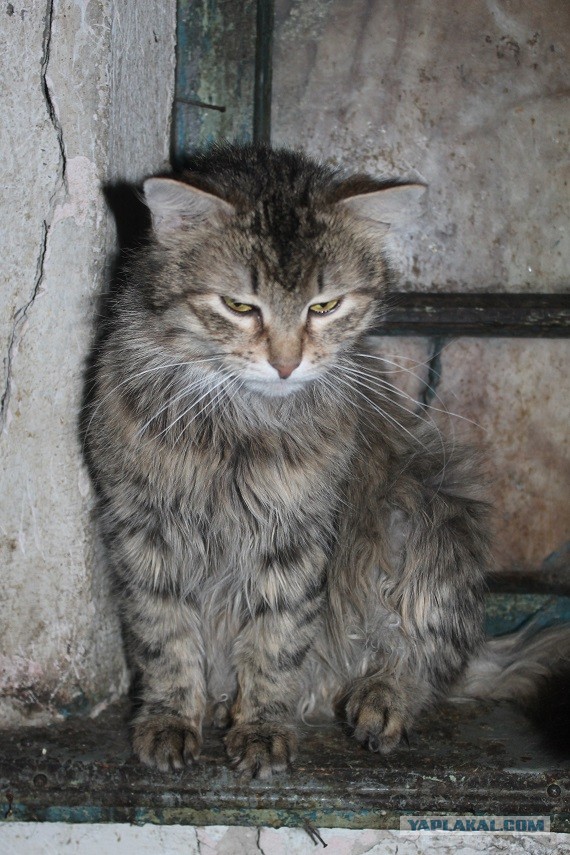 Жизнь домашнего приюта "Котоленд" 226