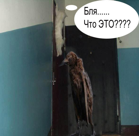 Фотожаба: Загнал сволочь!