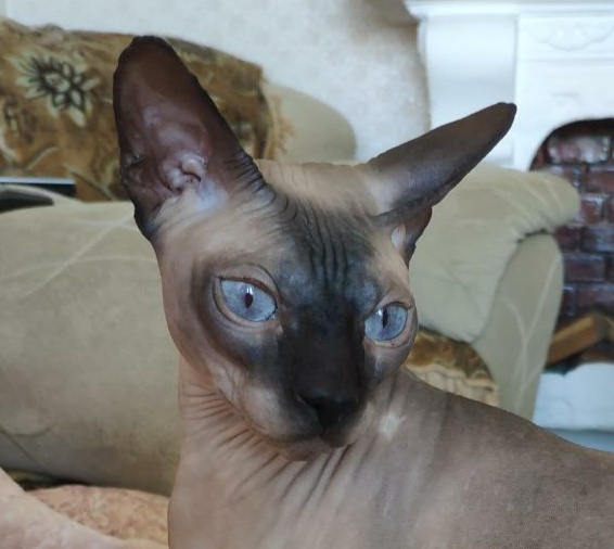 Моя красотка