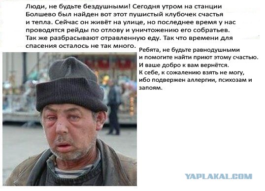 Спасение котов "по русски"