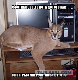 Кот и магнит