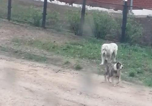 Топ громких расправ над живодёрами