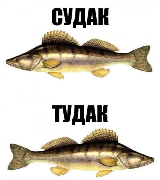 Зачетный сударь попался