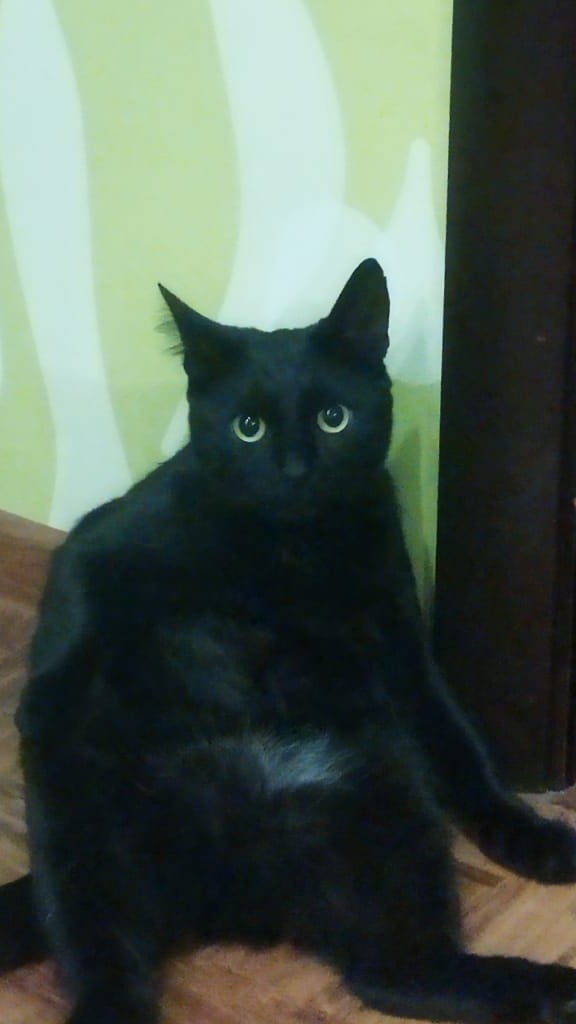Ориентальная кошка