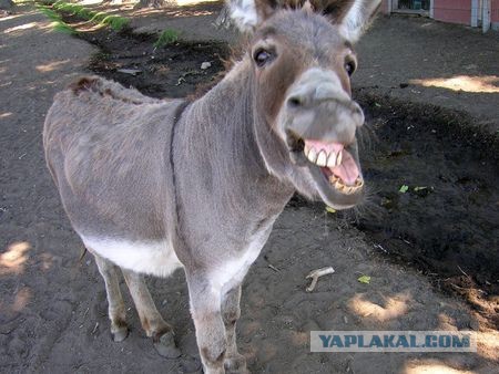 Ислам Ахмедович на Ниве