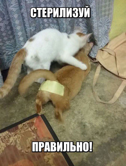 Похмельные боянчики