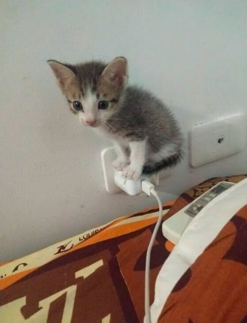 Жизнь домашнего приюта "Котоленд" 430