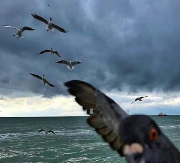 ФотоВинегрет