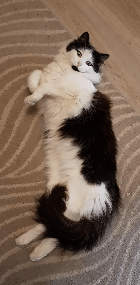 Кот достал орать.