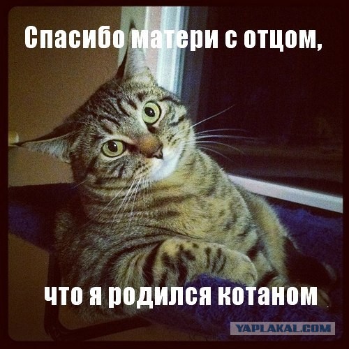 Ликбез по кошачьим породам.