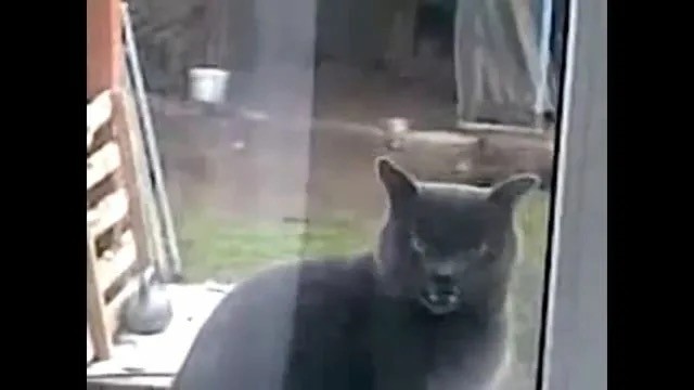 Морда протокольная