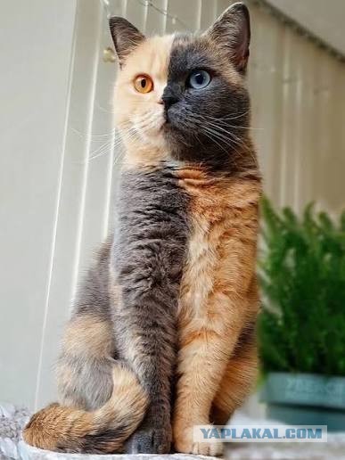 Кот поллитра