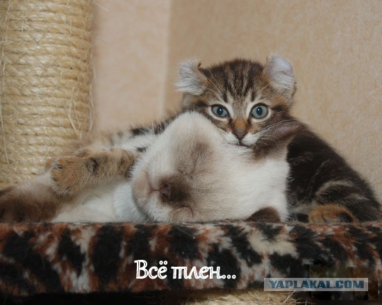 Невыразительные коты