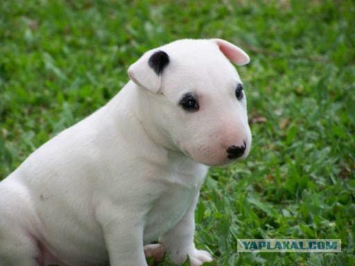 О, my dog