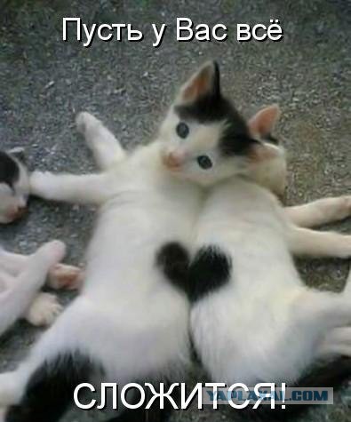 Польза от котов