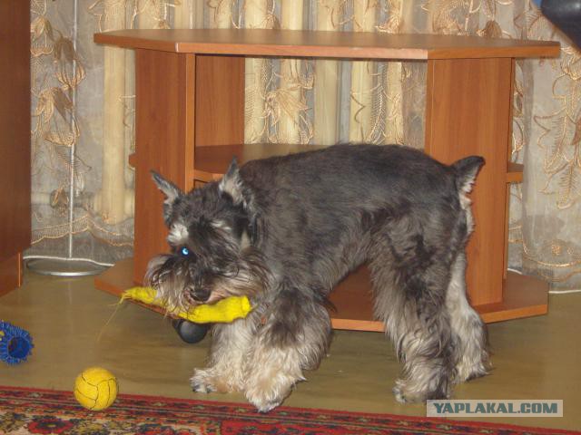 Как собаки встречают и провожают хозяев