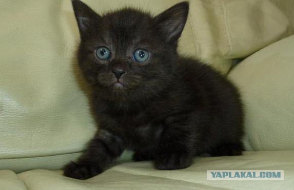 Котовторник 6.05.2014