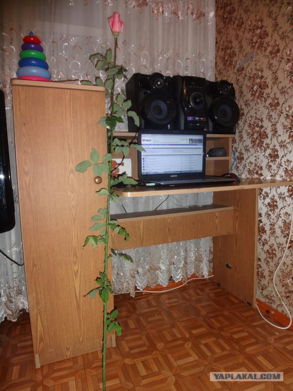 дамам ЯПа