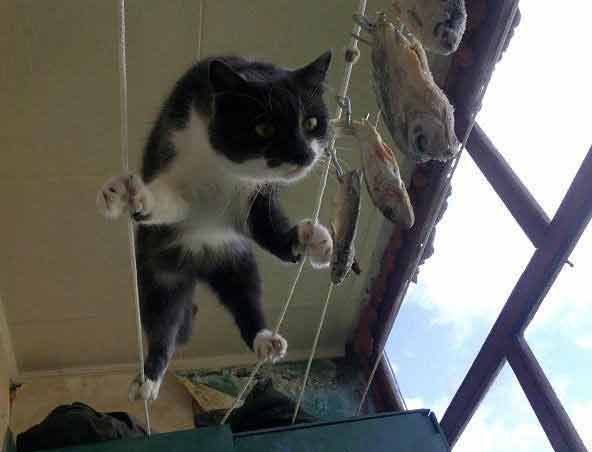 Случайно запер кота на балконе и забыл...