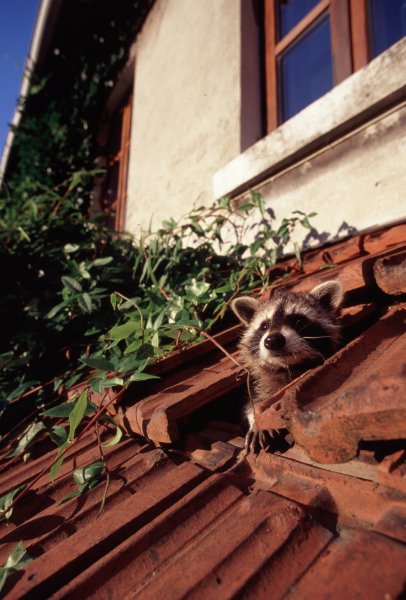 100 самых ценных фотографий енотов
