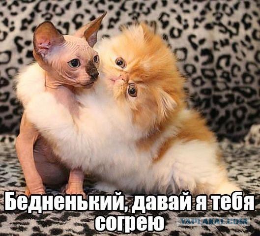 25 котофотоприколов.