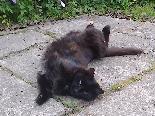Котовторник
