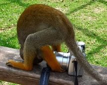 На что идут фотографы в погоне за снимком