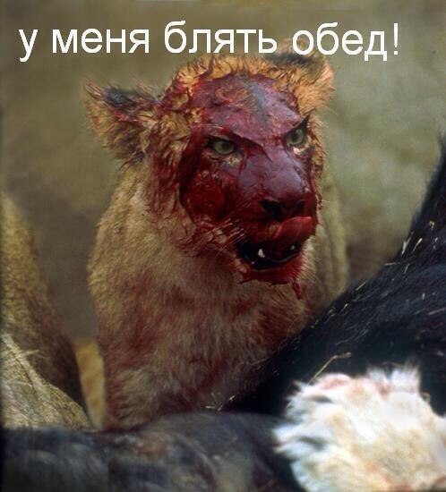 Неловкий момент: в джип запрыгнул гепард