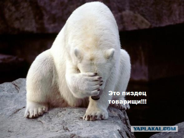 Убийство белого медведя