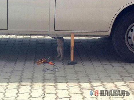 Прикольное зверье