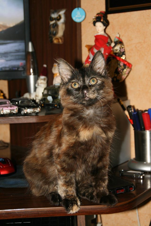 Котовторник 15.12.2015
