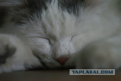 Пост невероятной кошачьей красоты. 25 фот.