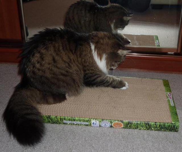 Мой личный котоленд 9