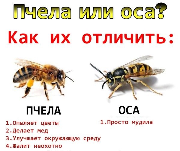 Шершни напали на пчелиный улей.