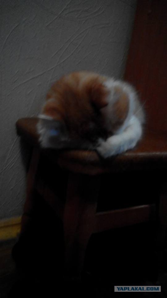 Котовторник 23.02.2016