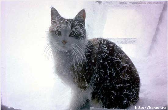 Коты, кошки, котята