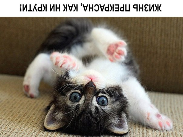 Мохнатые беспредельщики