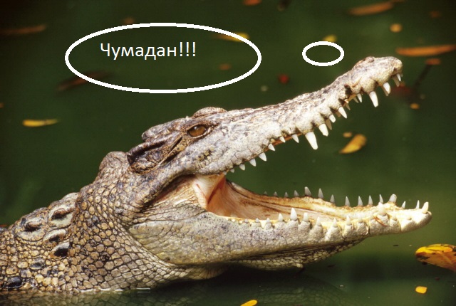 Люди, поборовшие лишний вес