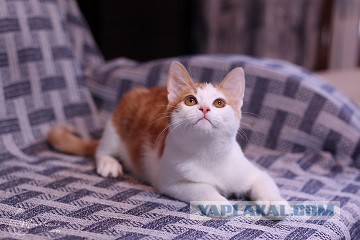 Котовторник 04.10.16