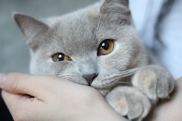 Коты из сети