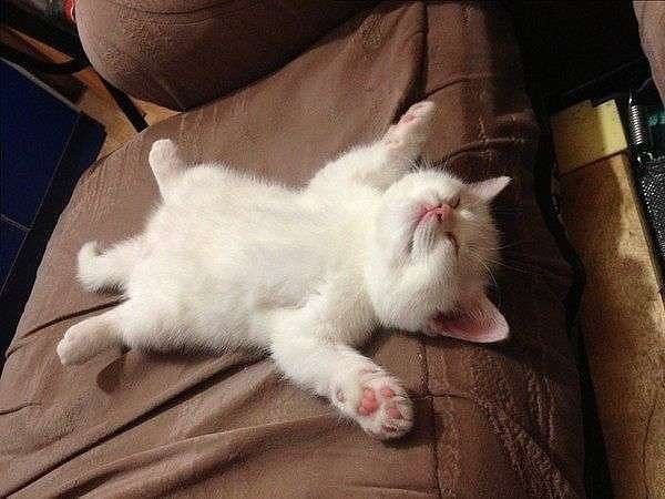 Коты и Кошки