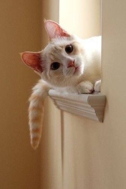 Коты и Кошки