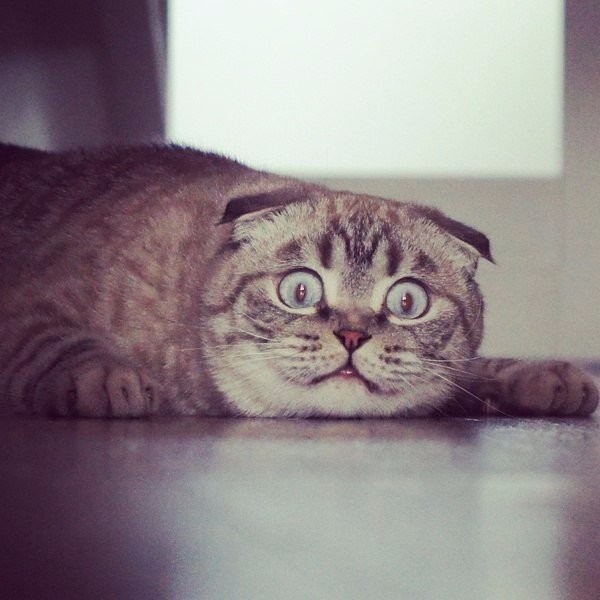 Коты и Кошки