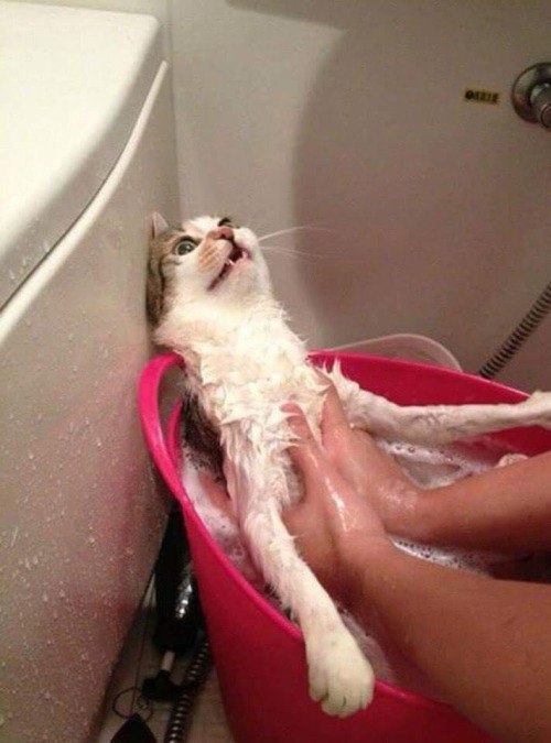 Прикольных котов пост